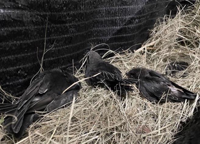 台東縣政府體育館改善工程錯誤移居，造成上百隻失親小雨燕急需照料，屏科大接手收治19隻，經獸醫師評估，這批小雨燕多有虛弱、脫水與消瘦情形，目前安置於收容中心大型檢疫空間內。（圖/ 中央社）
