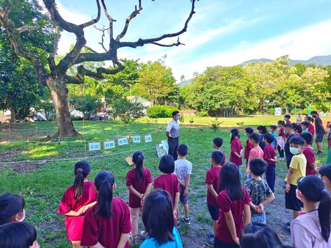 台東縣永安國小72年前創校時種下20多棵鳳凰木，這幾年陸續死亡，最後1棵鳳凰老樹（後左）15日陪著學生一起畢業，互相道別。（圖/ 中央社）
