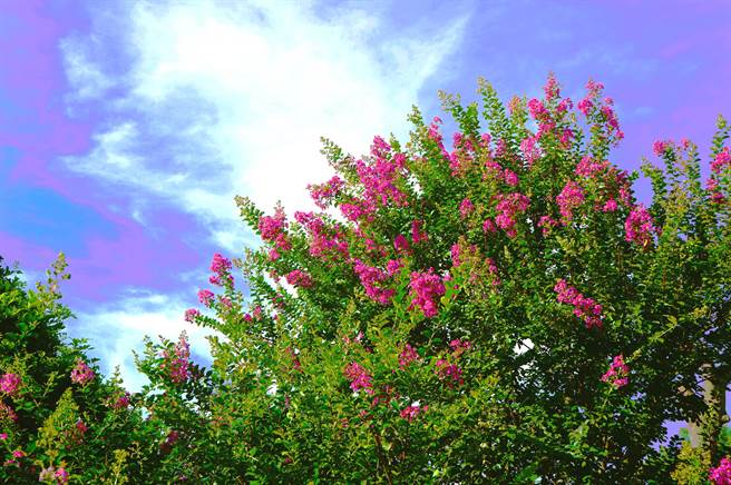 紫葳花有爱情树、百日红的别名，传说在开满紫葳花的树园哩，紫葳仙子将会眷顾你，为你带来一生一世的幸福与好运。（成美提供／吴建辉彰化传真）