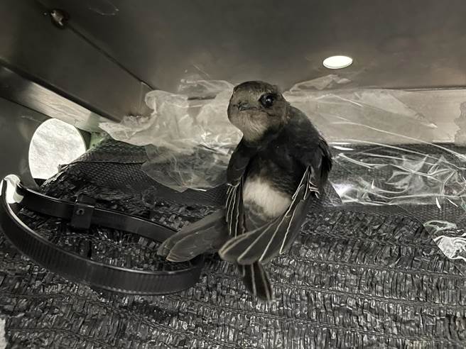 屏东科技大学野生动物收容中心接手收容19只雏鸟协助后续照顾，目前将进入「喂食车轮战」阶段。（屏科大提供／谢佳潾屏东传真）