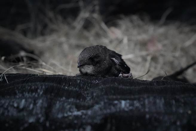 屏东科技大学野生动物收容中心接手收容19只雏鸟协助后续照顾，目前将进入「喂食车轮战」阶段。（屏科大提供／谢佳潾屏东传真）