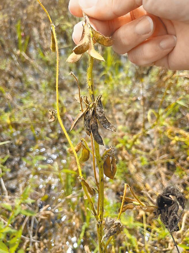 受连续降雨影响，台南市后壁区大豆子实发芽、腐烂及发霉，受损严重。（李宗翰服务处提供／张毓翎台南传真）