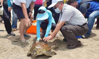 世界海龜日  澎湖野放11隻保育類海龜