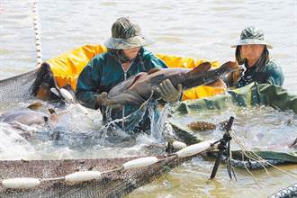 11場石斑魚案場抽驗報告能否公開？漁業署這樣說