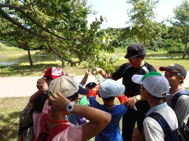 湿地夏令营带领孩童探索湿地常见的植物。（新北市高滩处提供）