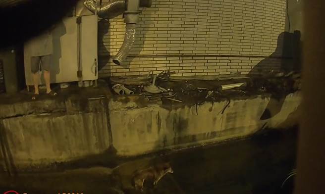 柴犬「乐乐」走失后，被人发现掉入大排水沟内。（雾峰警分局提供／冯惠宜台中传真）