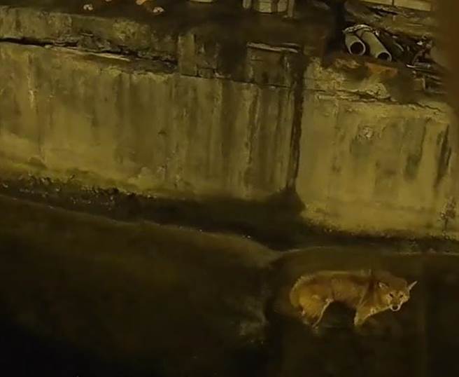 柴犬「乐乐」走失后，被人发现掉入大排水沟内。（雾峰警分局提供／冯惠宜台中传真）