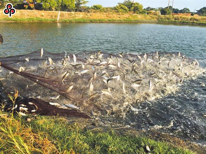 漁民指出，過去虱目魚池邊價每台斤約30元，但在疫情、氣候、預期心理等因素導致產量大減，去年底虱目魚價來到10年新高，每台斤上漲到45元，漲幅達50％；今年3月每台斤漲到60元，漁民近日證實，目前每台斤來到70元以上，寫下歷史高價。（本報系資料照）