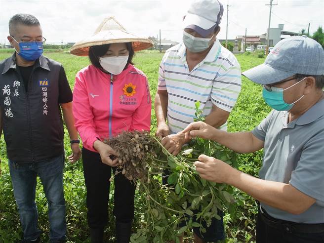 云林县花生染白绢病损失逾2成，农民盼启动天灾救助。（张朝欣摄）