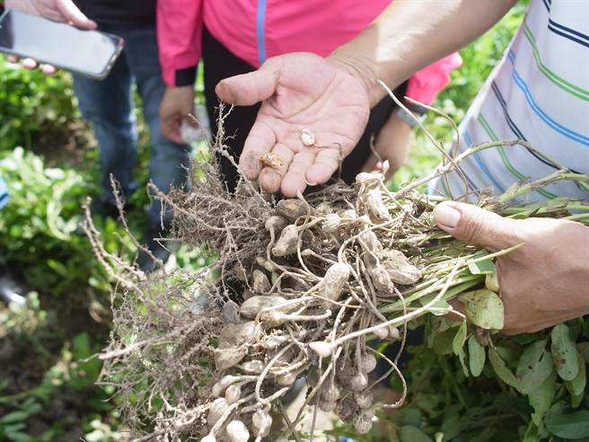云林县花生染白绢病损失逾2成，农民盼启动天灾救助。（张朝欣摄）