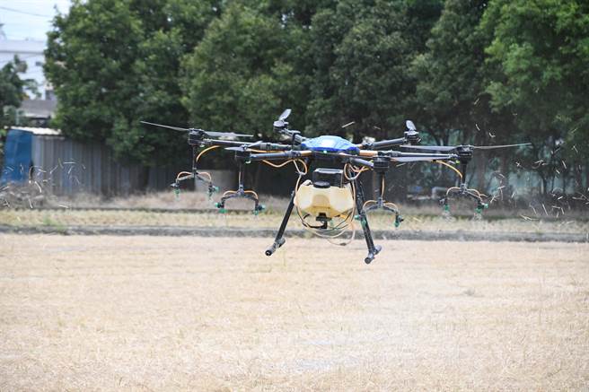 腐化菌投药后，只要5至7天就会有腐化的效果，还能变成有机肥料，增加水稻的养分。(县府提供／吴建辉彰化传真)