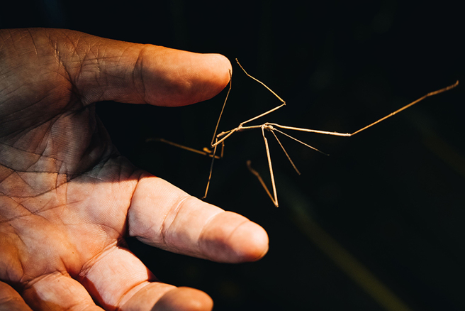 竹节虫像手脚修长的芭蕾舞者，脚上有倒鉤，能轻易攀附在各种表面。(摄影/张晋瑞)