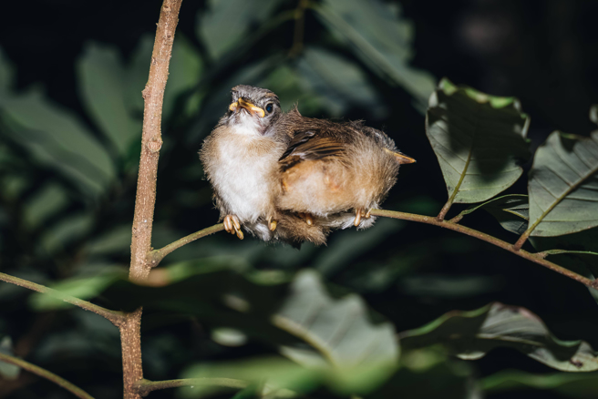 两只绿绣眼亚成鸟相依相偎，站在树枝上低头睡觉，不小心被惊醒，模样呆萌。(摄影/张晋瑞)