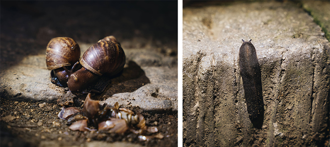 非洲大蜗牛、皱足蛞蝓出没，寿山的夜间生态十分丰富。(摄影/张晋瑞)