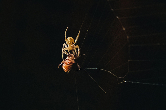 一只金龟子误闯野姬鬼蛛织好的网，鬼蛛正试图吐出更多蜘蛛丝缠绕金龟子。(摄影/张晋瑞)