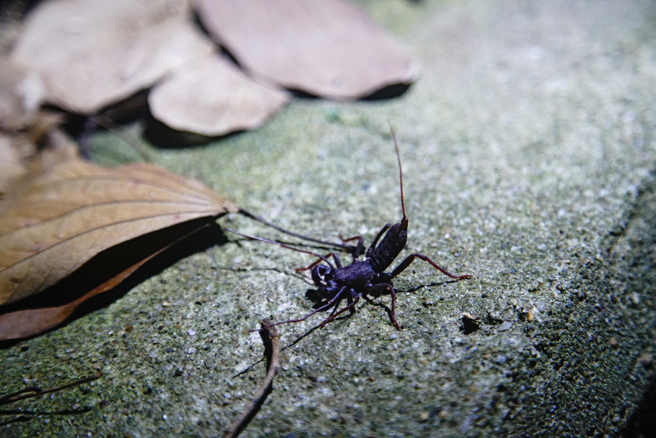 鞭蝎貌似蝎子但没有毒性，只会在防御时释放醋味吓跑敌人。(摄影/曾信耀)