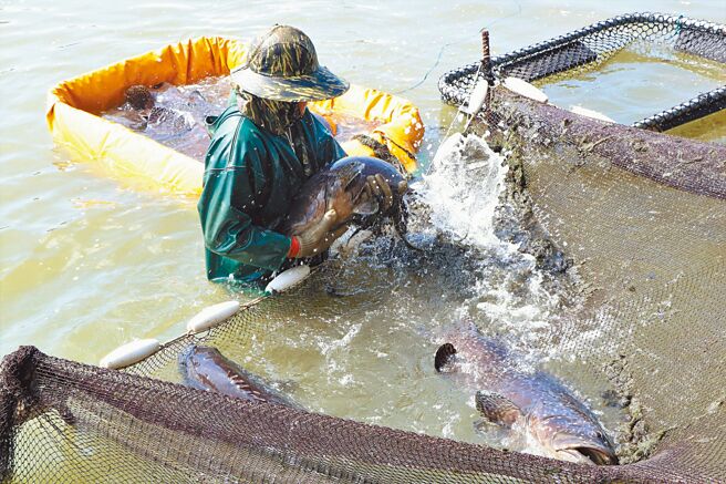 大陆禁台湾石斑鱼让「借牌洗鱼」浮上台面，合法养殖户担心背黑锅。图为合法养殖场抓石斑鱼。（谢佳潾摄）