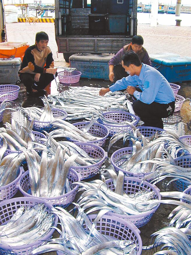 家庭主婦表示，白帶魚一條就要5、600元，所以家裡很少吃，偶爾才會買。圖為漁港拍賣場有漁民載來大量白帶魚。（本報資料照片）