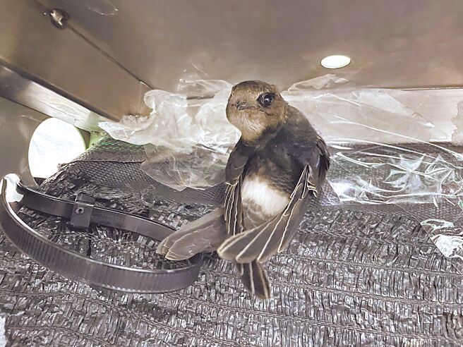 屏科大野生动物收容中心接手收容19只雏鸟协助照顾，目前将进入「喂食车轮战」阶段。（屏科大提供／谢佳潾屏东传真）