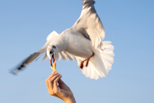 國外有一名網友拍到，海鷗將整塊披薩叼走的畫面，讓不少人驚呼不已，但這其實是動畫後製而成。(示意圖/達志影像)