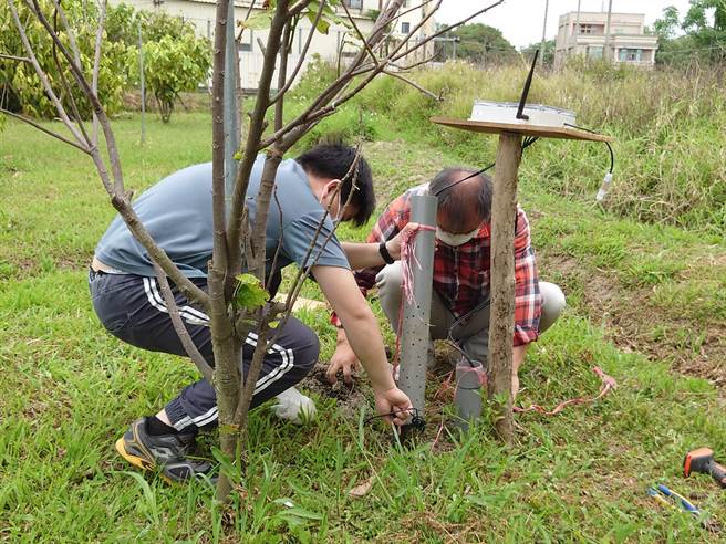 弘光科大資工系校友張承鈞(左)協助把植物成長環境監測系統裝在可可園。( 弘光科大提供）