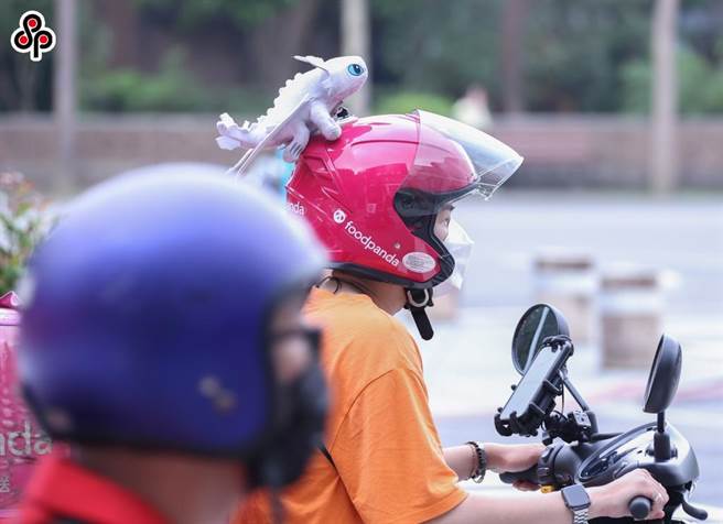 为强化食品外送作业安全及提升职灾权益保障，劳动部近日发布「食品外送作业安全卫生指引4.0」，要求外送平台应有合理派单机制、扩大「第三人责任保险」保险范围外，并新增事前「危害告知」事项，以保护外送员安全及健康。（报系资料照）