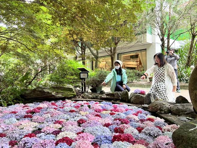 武陵農場今年再度打造夢幻「繡球花池」， 吸引遊客拍照打卡。（武陵農場提供）