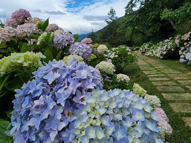 武陵農場擁有長達約600公尺壯麗的繡球花步道。（武陵農場提供）