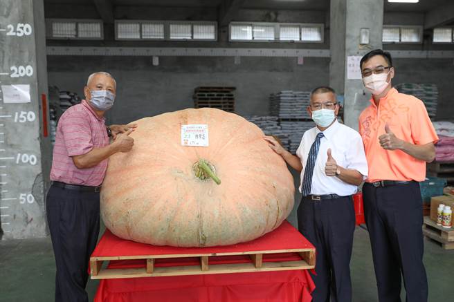 新北市全国大南瓜比赛今日在淡水区农会中洲子仓库登场，桃园市观音区农友陈荣富以691.66台斤的大南瓜，夺下本届重量组冠军。（蔡雯如摄）