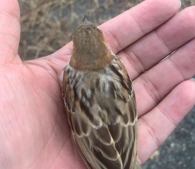 一名网友撞到麻雀后担心牠受伤，因此打算将鸟带回家治疗，岂料牠下秒好像没事一样地飞走，让网友直呼白担心了。(图翻摄自/脸书/爆怨公社)