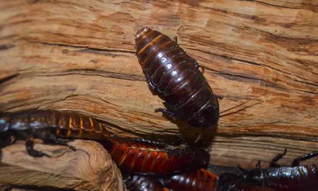 美国一家除虫公司招募自愿者，在家中放100只蟑螂共处一个月，可得2000美元奖金。（示意图／达志影像）