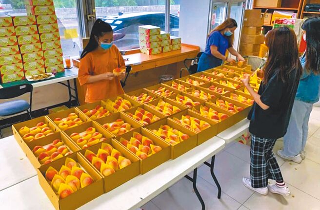 桃园市復兴区水蜜桃进入产期，復兴区农会也推广宅配运销。（復兴区农会提供／吕筱蝉桃园传真）