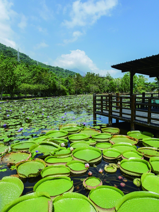 莲城莲花园全园共有70多种莲花，园主喜欢以莲会友，欢迎入园免费参观。（图/ 花莲趣）