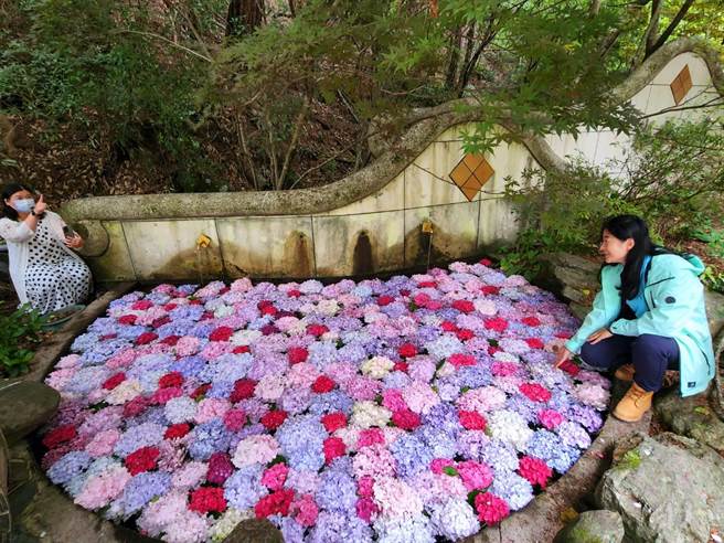 武陵农场浪漫绣球花「花池」元素，更加丰富缤纷武陵农场的景观新亮点武陵农场浪漫绣球花「花池」元素，更加丰富缤纷武陵农场的景观新亮点。（武陵农场提供／张妍溱台中传真）