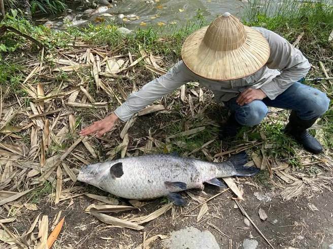 草屯鸟嘴潭旁的鱼塭近日出现大量鱼群暴毙。（蔡培慧提供）