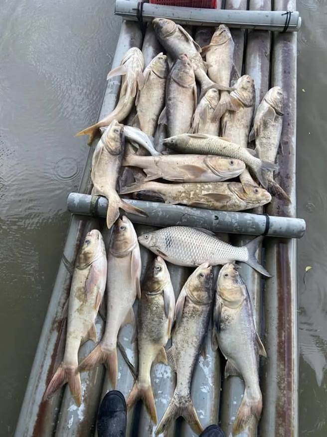 草屯鸟嘴潭旁的鱼塭近日出现大量鱼群暴毙。（蔡培慧提供）