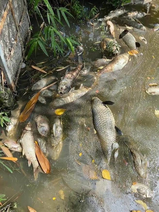 草屯鸟嘴潭旁的鱼塭近日出现大量鱼群暴毙。（蔡培慧提供）