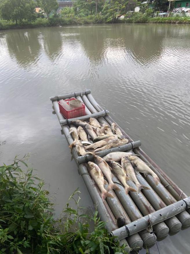 南投草屯镇鸟嘴潭人工湖及草屯垃圾山间的水圳有大量鱼群暴毙，南投县环保局18日上午派员前往检测，研判是水中含氧量过低造成鱼类死亡。（图/ 中央社）