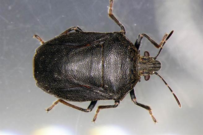 台东县关山镇有机水稻区，惨遭黑椿象虫肆虐，危害严重。（台东区农改场提供／ 庄哲权台东传真）