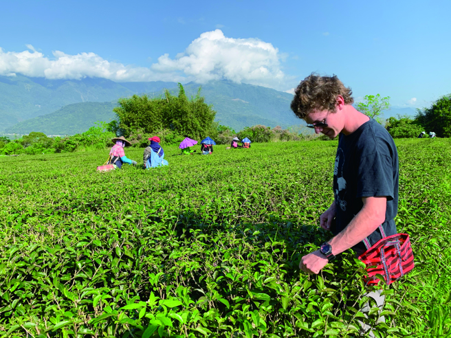 舞鹤臺地的红色土壤富含氧化铁，排水性良好并含有丰富的铁质，正适合种植茶叶。(图/花莲趣)