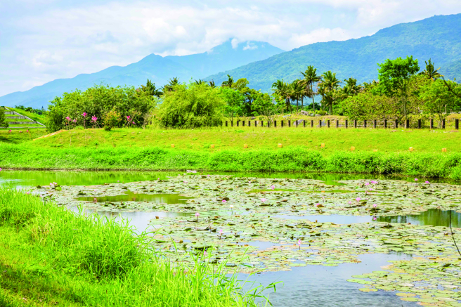 启模溼地公园将荒地变成野鸟天堂，在水塘中生长的水生植物就有18 种。(图/花莲趣)