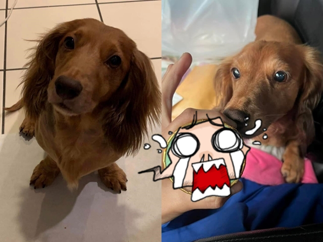 网友花1200元买客制化腊肠狗造型蛋糕，成品相当「粗糙」，连狗脸轮廓都相当潦草，他质疑店家提供的照片是立体、相当精美，但实物却是平面且简易。（翻摄自脸书「爆料公社」）