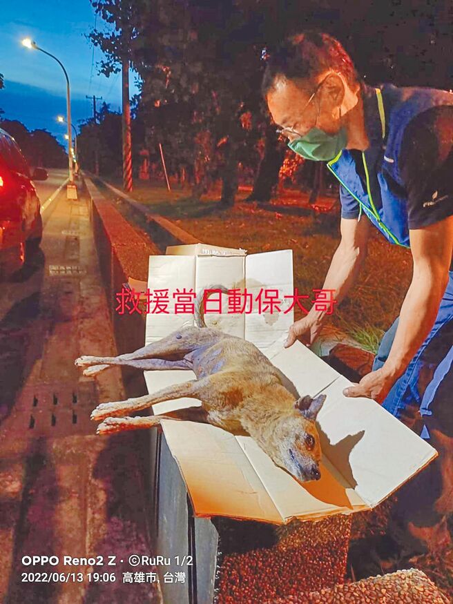 高雄市小港区龙凤滨海公园发现一只虎斑犬奄奄一息，送医急救后仍不治。（摘自动保法律互助脸书粉专）