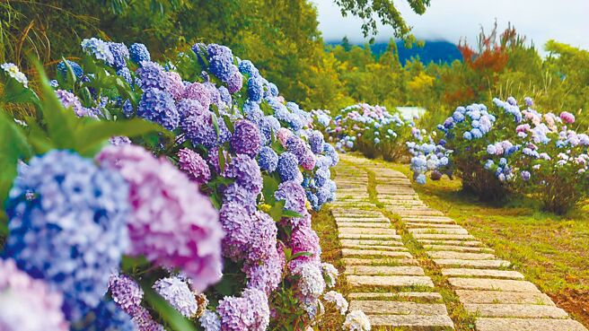 武陵農場裡壯麗的繡球花步道綿延長達400公尺。（圖自武陵富野渡假村臉書）