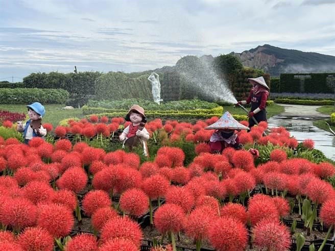 中社觀光花市今年種植火球花，一朵朵盛開模樣如煙火般燦爛。（陳淑娥攝）