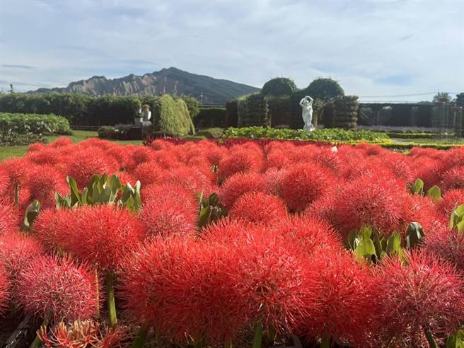 中社觀光花市今年種植火球花，一朵朵盛開模樣如煙火般燦爛。（陳淑娥攝）