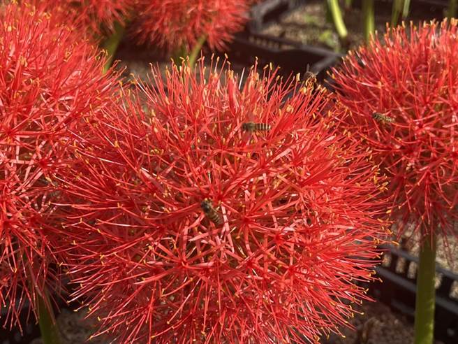 中社觀光花市今年種植火球花，一朵朵盛開模樣如煙火般燦爛。（陳淑娥攝）