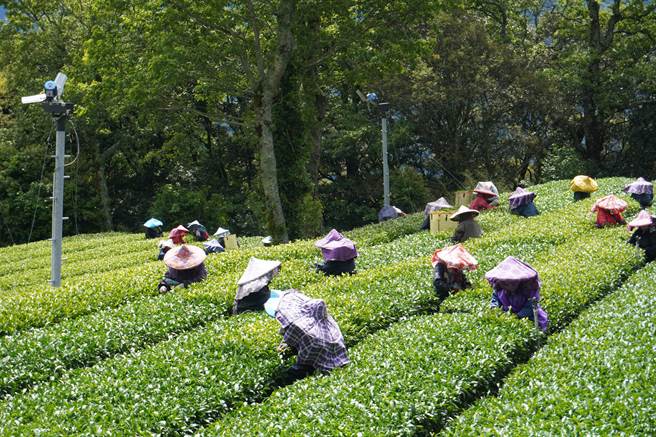 福寿山农场第一期茶叶陆续採收制作包装中，配合产制及包装排程将陆续分批上架销售。（福寿山农场提供）
