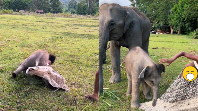 大象米蘭害網美米蘭的丁字褲走光。(圖/米蘭 抖音)