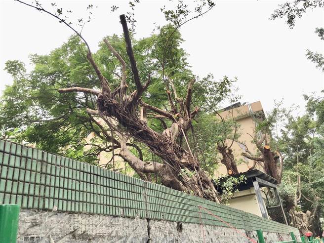 北巿大橋國小整排校樹遭「斷頭」。（陳怡君提供／楊亞璇台北傳真）